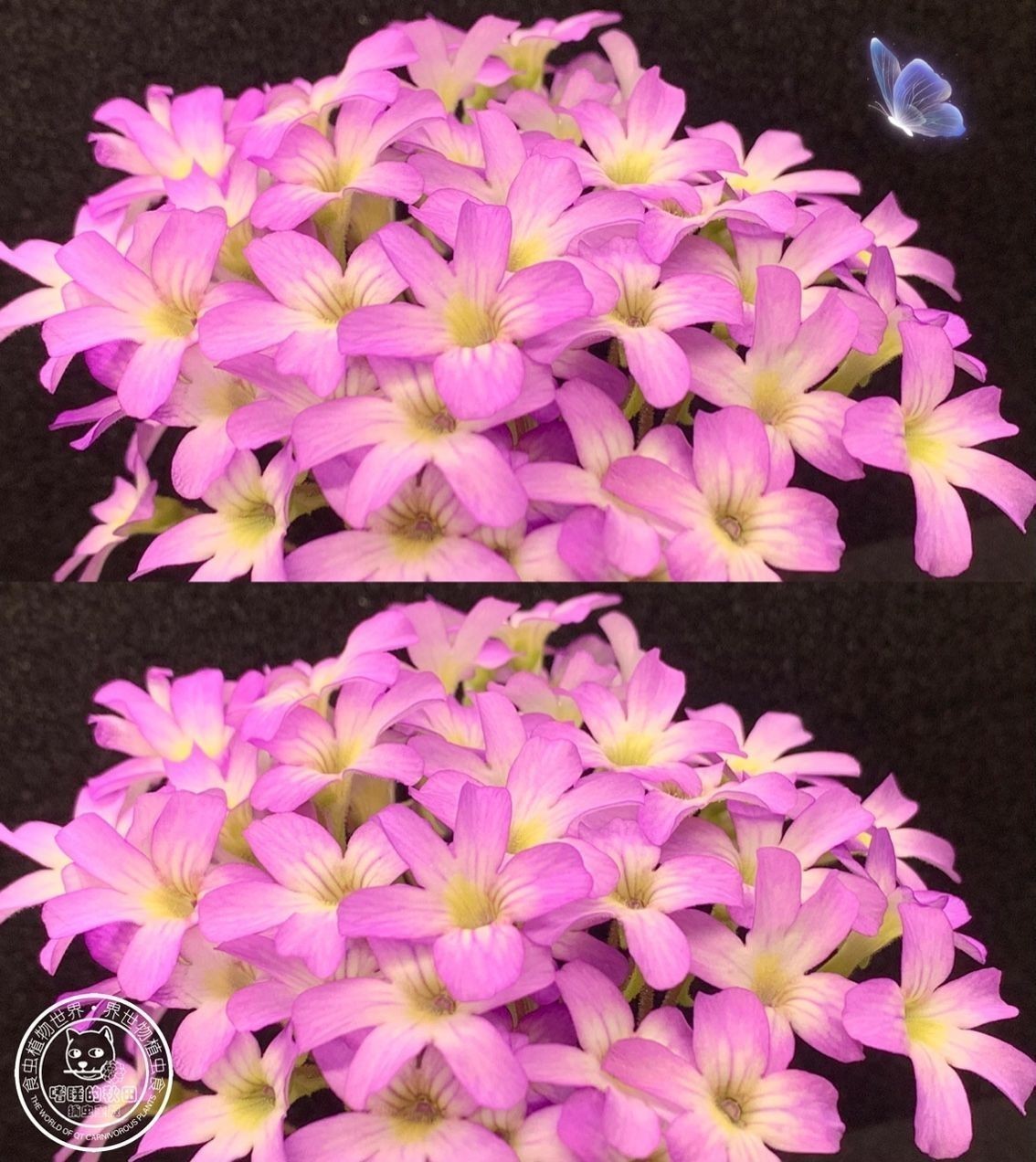 捕蟲堇開花啦，生活中一點小確幸（捕蟲堇開花啦）