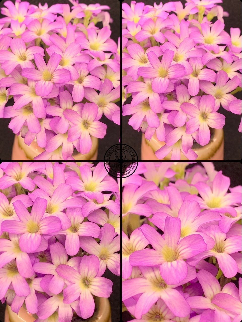 捕蟲堇開花啦，生活中一點小確幸（捕蟲堇開花啦）