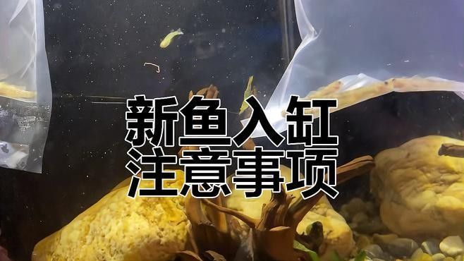 火龍魚和虎魚混養需要注意什么（龍魚和虎魚混養指南:紅龍魚和虎魚混養好7種方式） 火龍魚和虎魚混養需要注意什么（龍魚和虎魚混養指南:紅龍魚和虎魚混養好7種方式） 龍魚百科 第10張