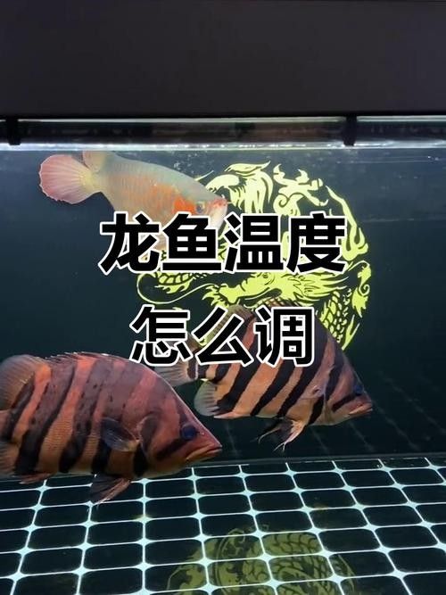 金龍魚在什么溫度下最活躍？（金龍魚溫度多少合適車俠聊車金龍魚溫度多少合適）
