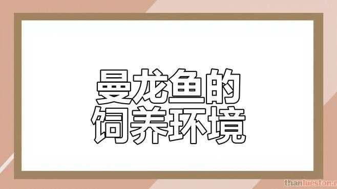 曼龍魚(yú)混養(yǎng)有哪些注意事項(xiàng)（曼龍魚(yú)混養(yǎng)指南:新手也能輕松養(yǎng)出和諧魚(yú)缸） 曼龍魚(yú)混養(yǎng)有哪些注意事項(xiàng)（曼龍魚(yú)混養(yǎng)指南:新手也能輕松養(yǎng)出和諧魚(yú)缸） 龍魚(yú)百科 第2張