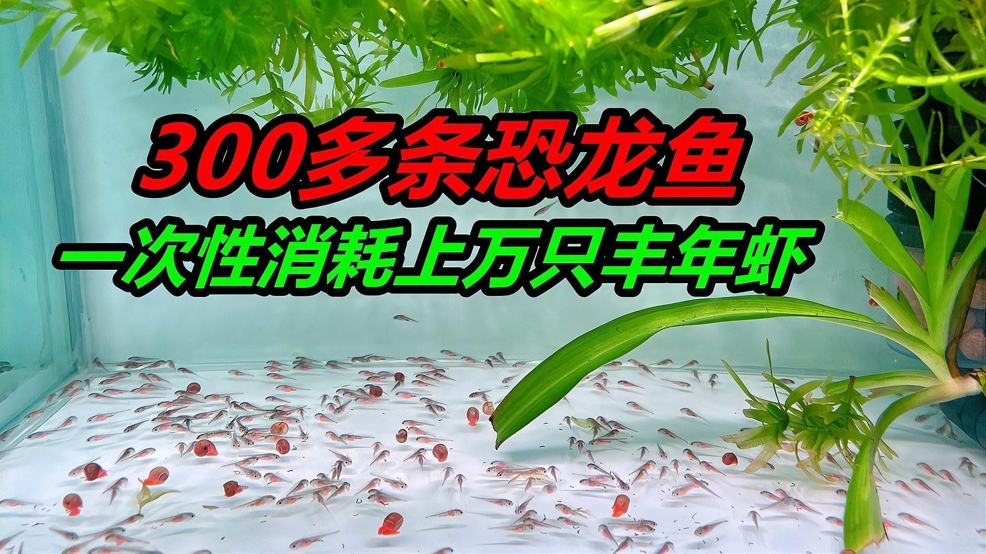 六角龍魚繁殖后如何照顧母體？