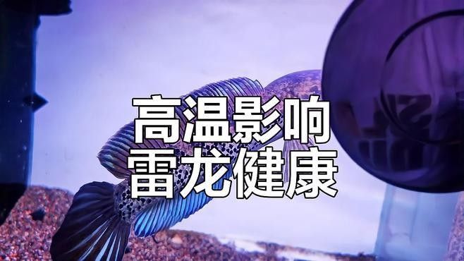 31℃水溫對雷龍魚有哪些具體影響（31℃的水溫下，雷龍魚會表現(xiàn)出以下幾種具體影響）