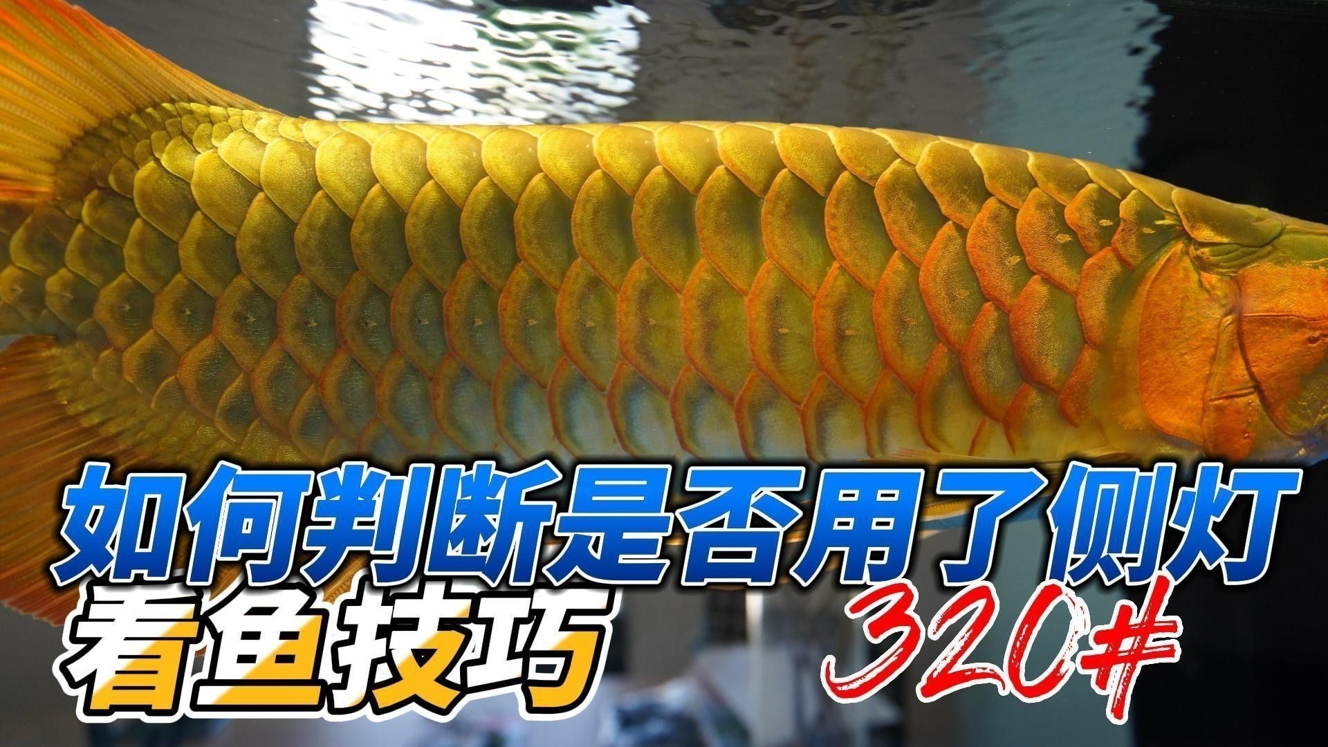 如何判斷龍魚是否需要發(fā)色燈（如何判斷別人的魚是否用了強(qiáng)光光看顏色你就輸了）