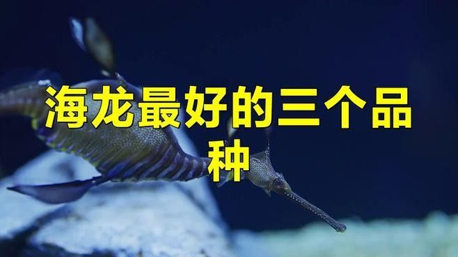 海龍魚有哪些常見的品種