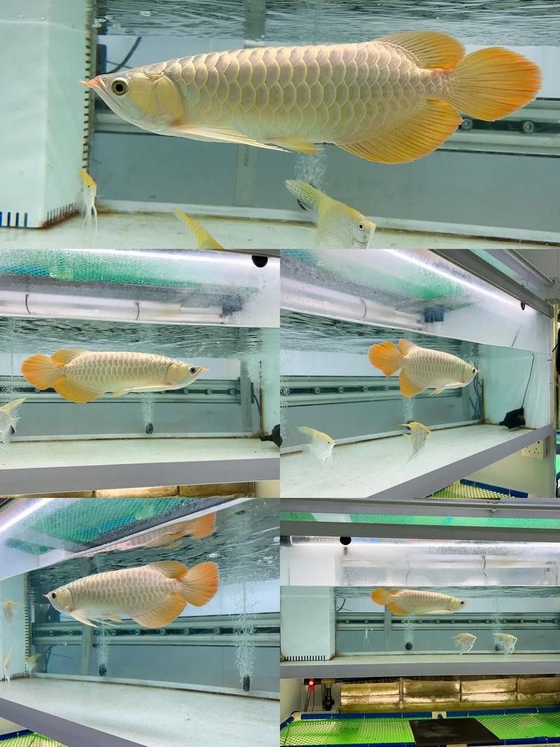 白玉紅龍魚(yú)成魚(yú)價(jià)格是多少？（白玉紅龍魚(yú)成魚(yú)價(jià)格受多種因素影響）