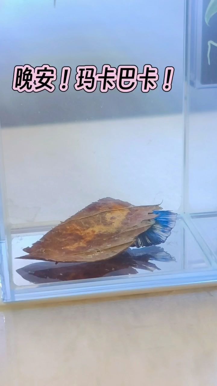 還會蓋被子了（jonyu評論：還會蓋被子了）