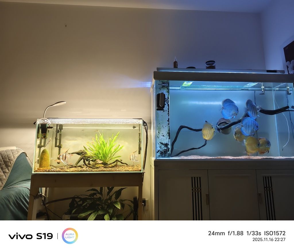 養(yǎng)魚人（養(yǎng)魚人不僅是魚類的“主人”，七彩吃漢堡，剩下的喂另一缸）