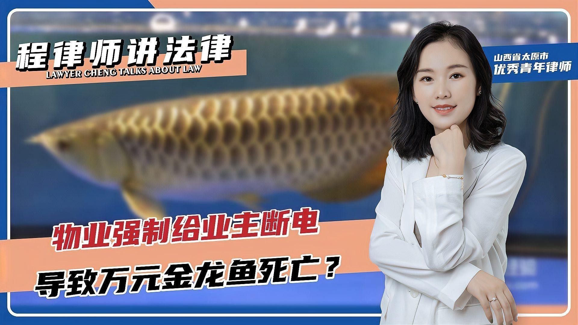 金龍魚的價值是否得到補償