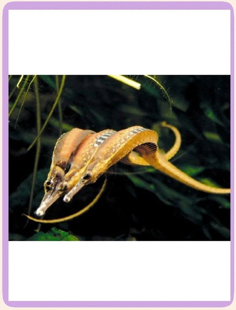 淡水海龍魚有哪些飼養(yǎng)難點(diǎn)？（人在此龍年養(yǎng)“龍”魚——淡水海龍的混養(yǎng)與飼養(yǎng)）