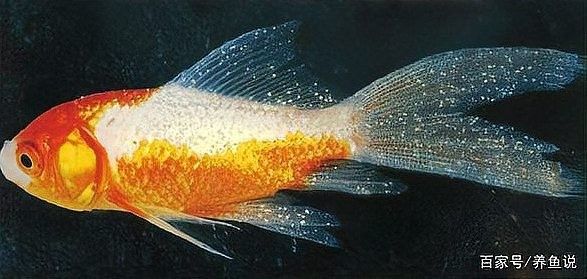 如何區(qū)分金龍魚的白點病和蒙眼病