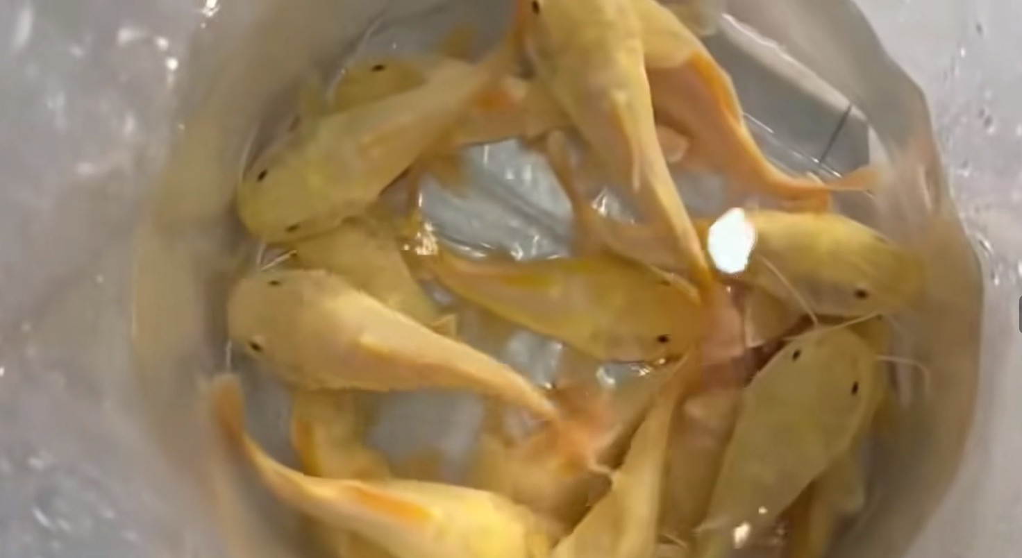 QQ20251125-124650.png 黃金招財貓魚魚苗（13-15）批發（黃金招財貓魚苗批發祥龍魚場） 黃金貓魚