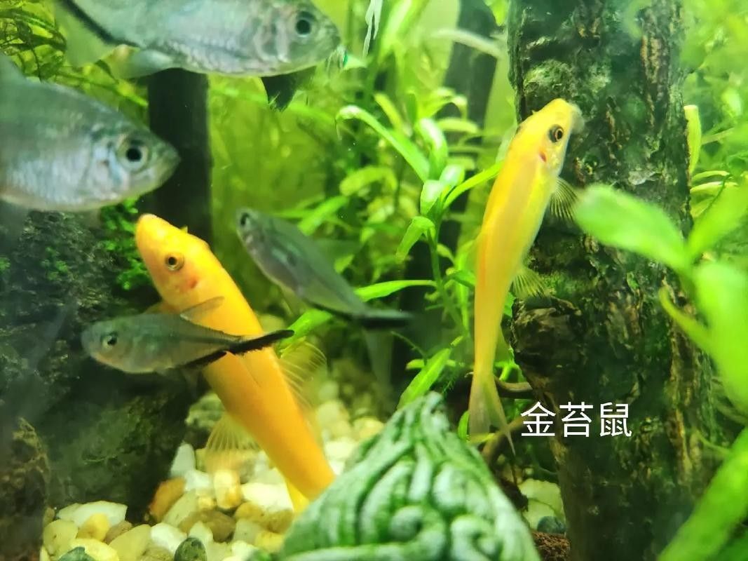 如何降低藍曼龍混養中的沖突（曼龍魚怎么養藍曼龍魚的養殖方法與技巧愛養love寵物）