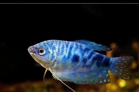 如何降低藍曼龍混養中的沖突（曼龍魚怎么養藍曼龍魚的養殖方法與技巧愛養love寵物）