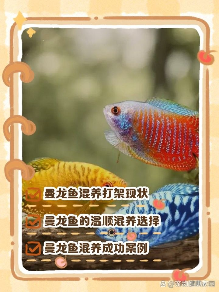 如何降低藍曼龍混養中的沖突（曼龍魚怎么養藍曼龍魚的養殖方法與技巧愛養love寵物）