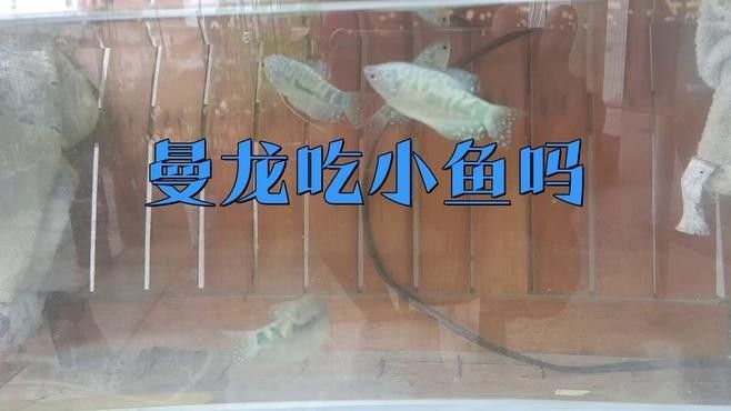 如何降低藍曼龍混養中的沖突（曼龍魚怎么養藍曼龍魚的養殖方法與技巧愛養love寵物）