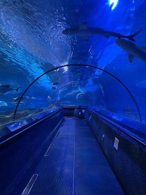 如何聯(lián)系萬全區(qū)孔家莊鎮(zhèn)龍龍水族館