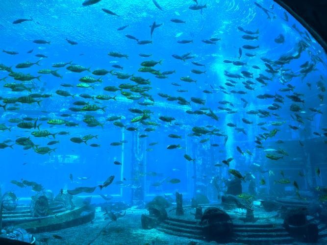 如何聯(lián)系萬全區(qū)孔家莊鎮(zhèn)龍龍水族館