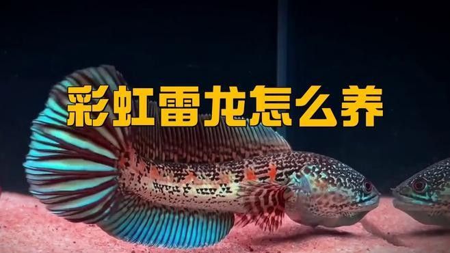 彩虹雷龍魚(yú)苗的飼養(yǎng)難度如何
