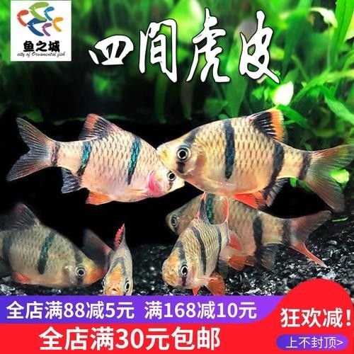 如何保持虎皮恐龍魚的水質穩定