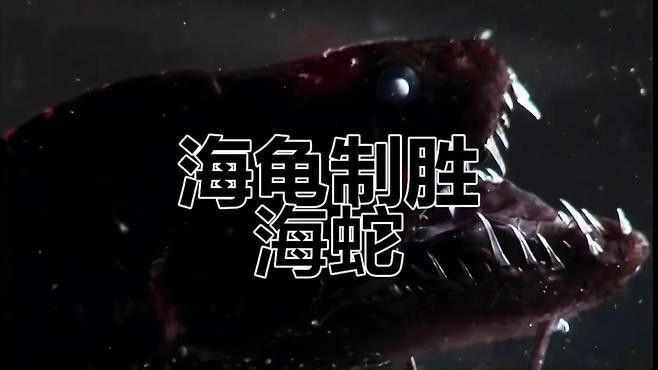 大海龍魚有哪些捕食技巧