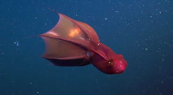 大海龍魚有哪些捕食技巧