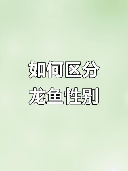 金龍魚多大可以區(qū)分公母(如何判斷金龍魚的性別) 龍魚百科 第4張 金龍魚多大可以區(qū)分公母(如何判斷金龍魚的性別) 金龍魚多大可以區(qū)分公母(如何判斷金龍魚的性別) 龍魚百科 第4張