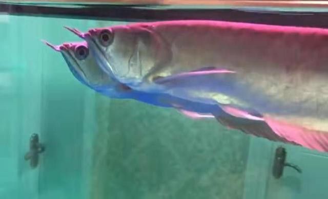龍魚水霉病復發后如何處理？