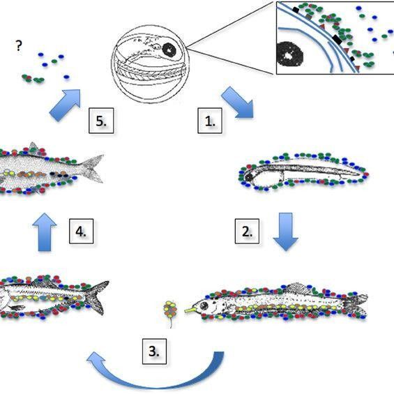 金龍魚鱗片上有什么微生物（金龍魚身上有蟲子怎么辦）