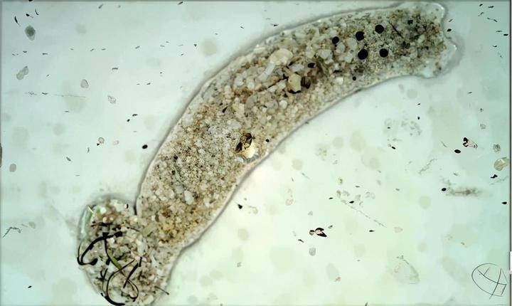 金龍魚鱗片上有什么微生物（金龍魚身上有蟲子怎么辦）