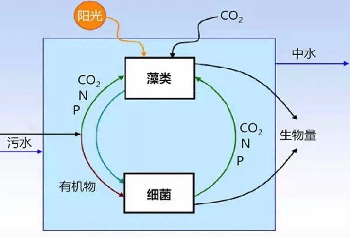 金龍魚鱗片上有什么微生物（金龍魚身上有蟲子怎么辦）
