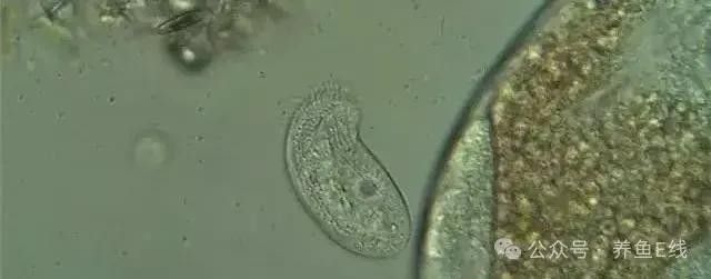 金龍魚鱗片上有什么微生物（金龍魚身上有蟲子怎么辦）