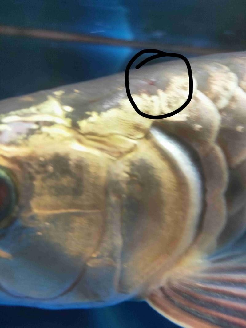 金龍魚鱗片上有什么微生物（金龍魚身上有蟲子怎么辦）
