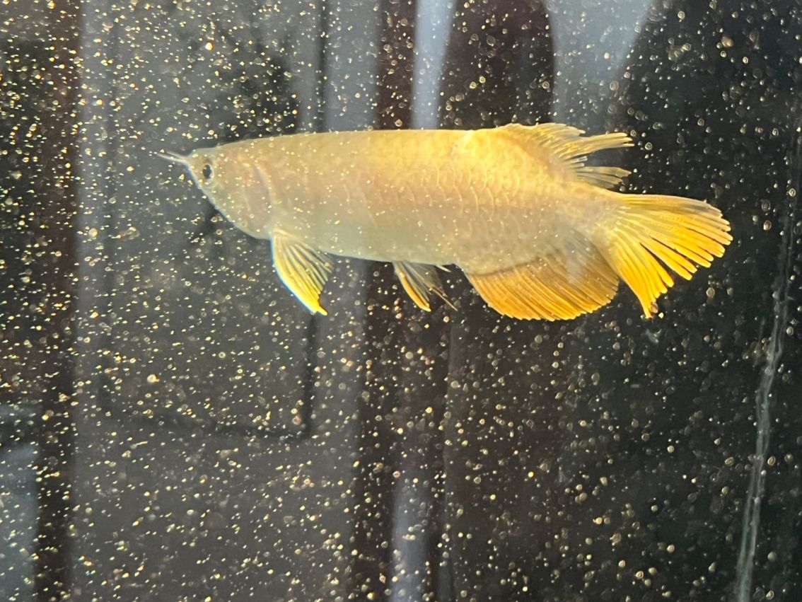 有沒有懂的大哥 我這條魚身上 有個缺口，會出現問題嘛！（關于魚身上缺口問題探討）