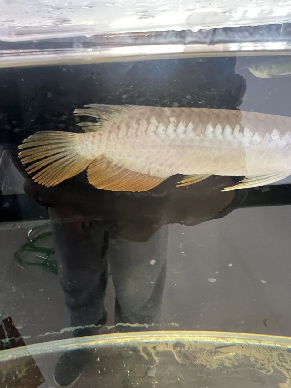 有沒有懂的大哥 我這條魚身上 有個缺口，會出現問題嘛！（關于魚身上缺口問題探討）