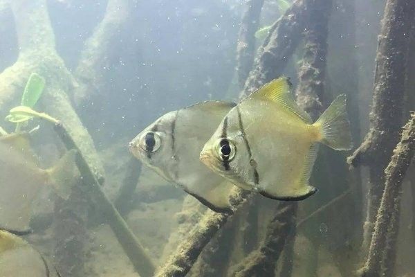 哪些魚適合與龍魚和黃鰭鯧混養 哪些魚適合與龍魚和黃鰭鯧混養 龍魚百科 第3張