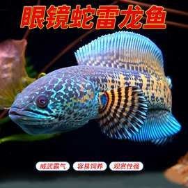 雷龍魚價格一般是多少（北京雷龍價格是多少） 雷龍魚價格一般是多少（北京雷龍價格是多少） 龍魚百科 第12張