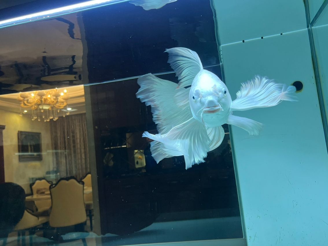 養(yǎng)了10個月了