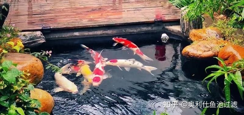 金龍魚繁殖期間需要喂什么食物