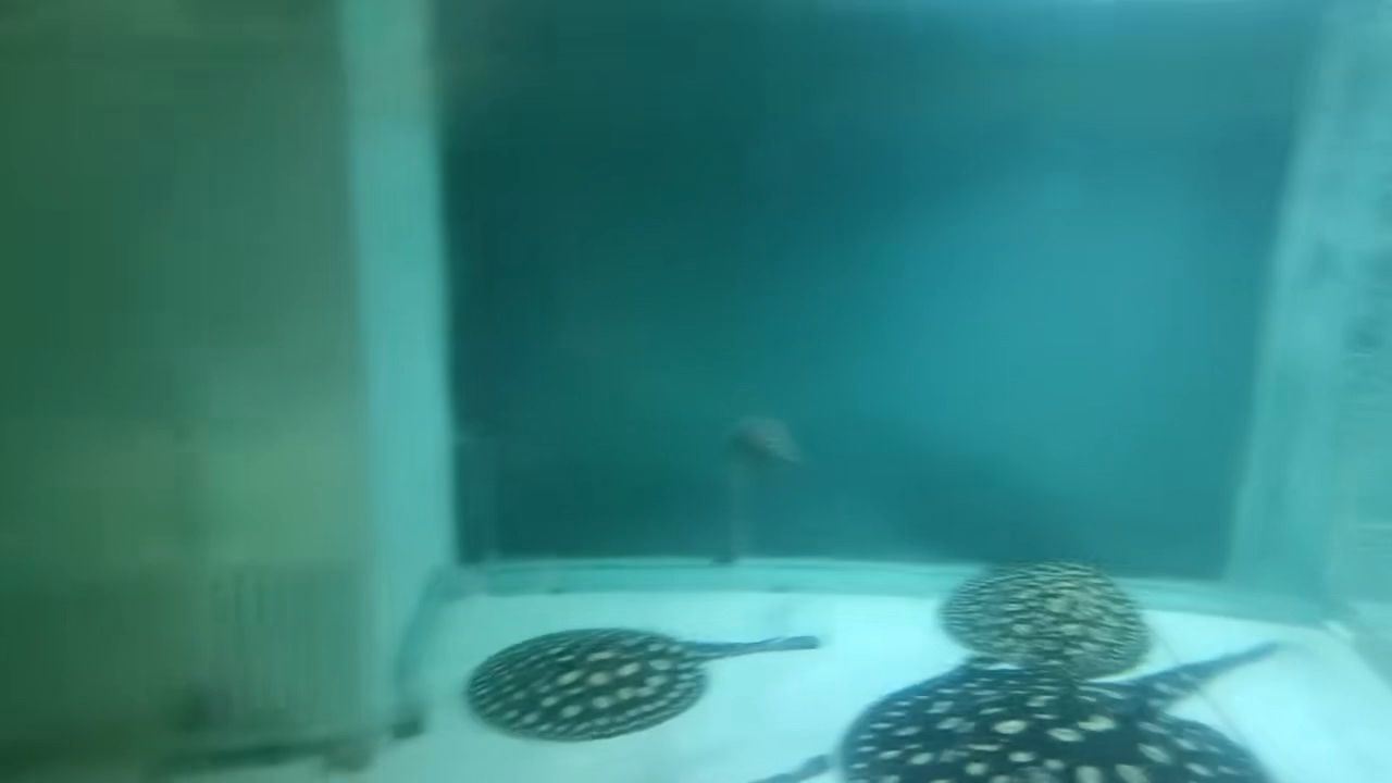 生小魚（小魚是怎么養殖的）