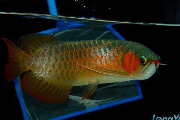 有沒有紅龍魚血統證書？ 有沒有紅龍魚血統證書？ 龍魚百科 第3張