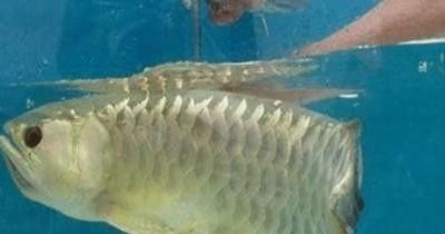 如何拍攝金龍魚嘴部的特寫？