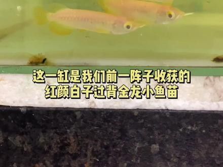如何拍攝金龍魚嘴部的特寫？