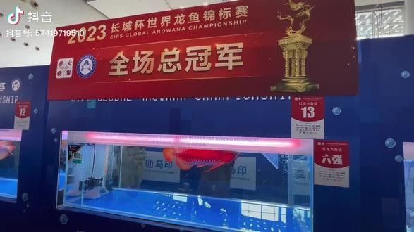 哪里可以找到最大龍魚的視頻？（世界上最大的龍魚視頻資源）