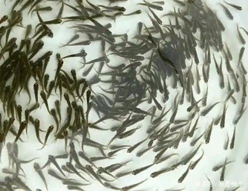 如何判斷龍魚是否飽食？