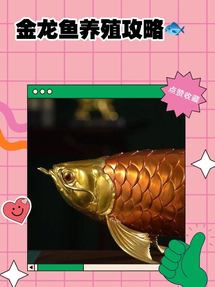 發色期間金龍魚多久喂一次？（金龍魚發色期間喂食技巧和飼養方法和注意事項氧寵博士）