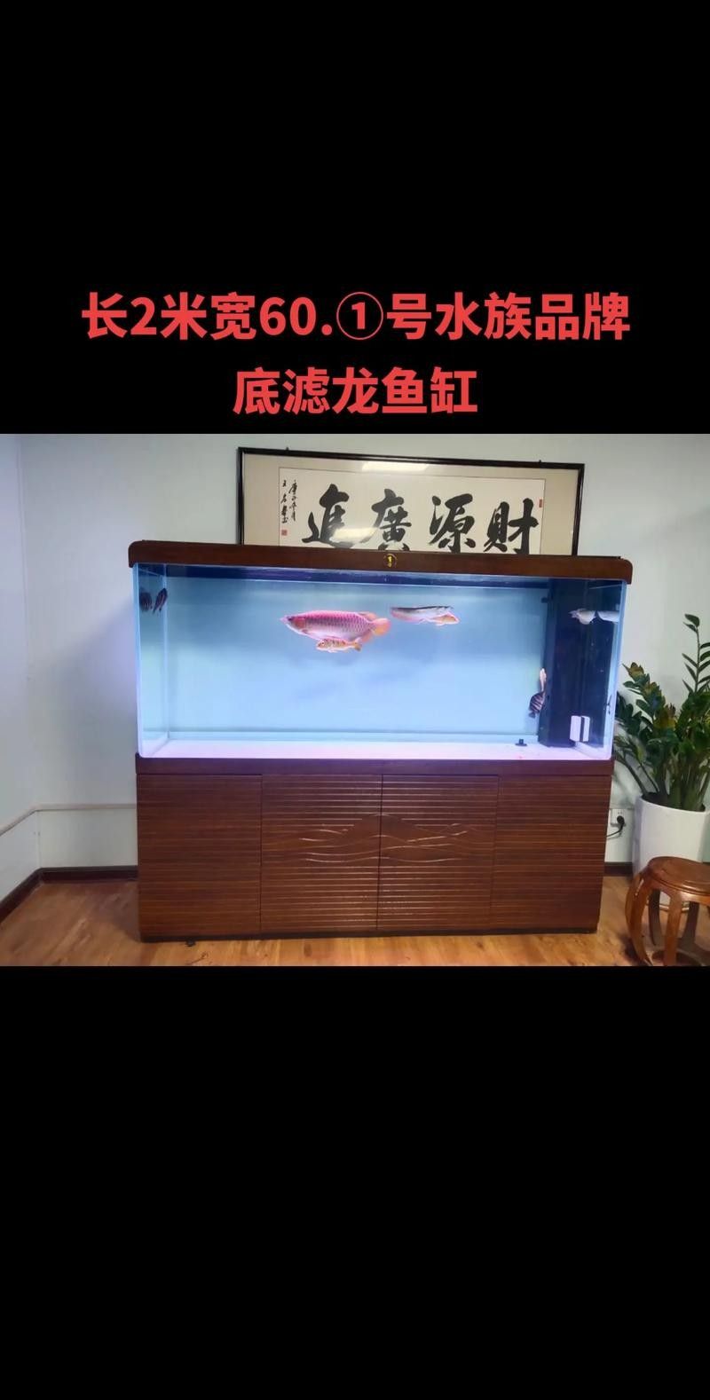 如何聯(lián)系龍魚老孫的水族用品店