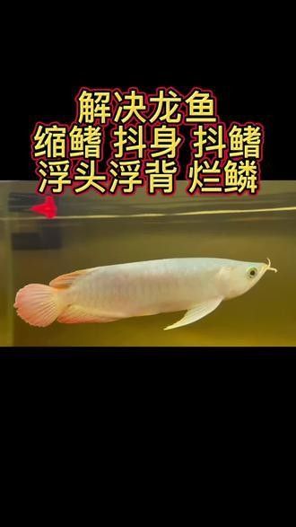 紅龍魚甩頭會自愈嗎