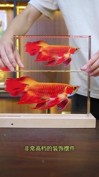 龍魚裝飾品的價格范圍