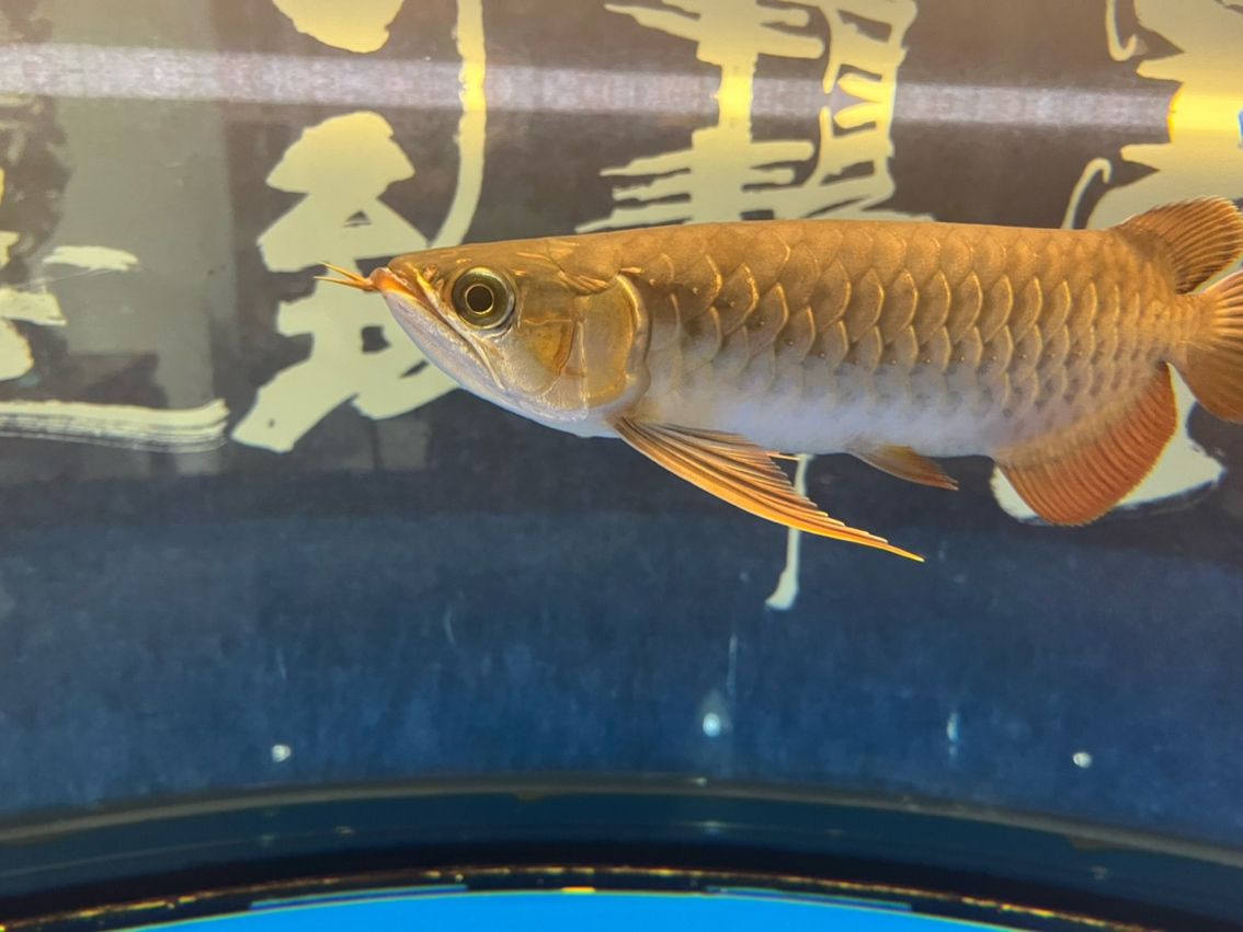 該來的終究要來，兜嘴了（兜嘴了） 該來的終究要來，兜嘴了（兜嘴了） 龍魚論壇 第1張